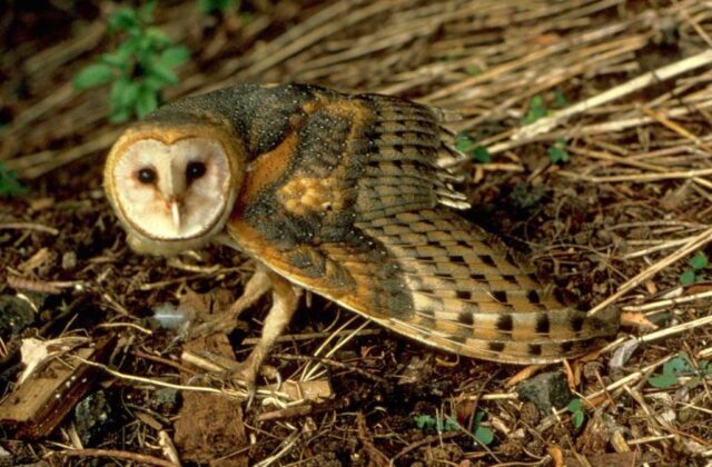 American Barn Owl
