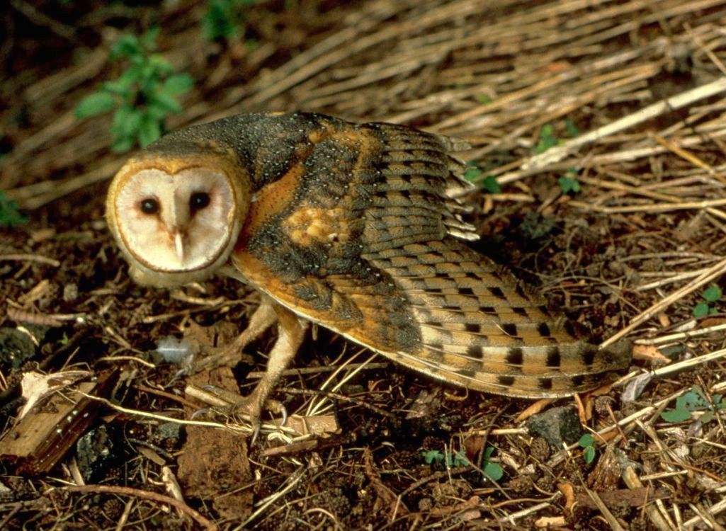 American Barn Owl