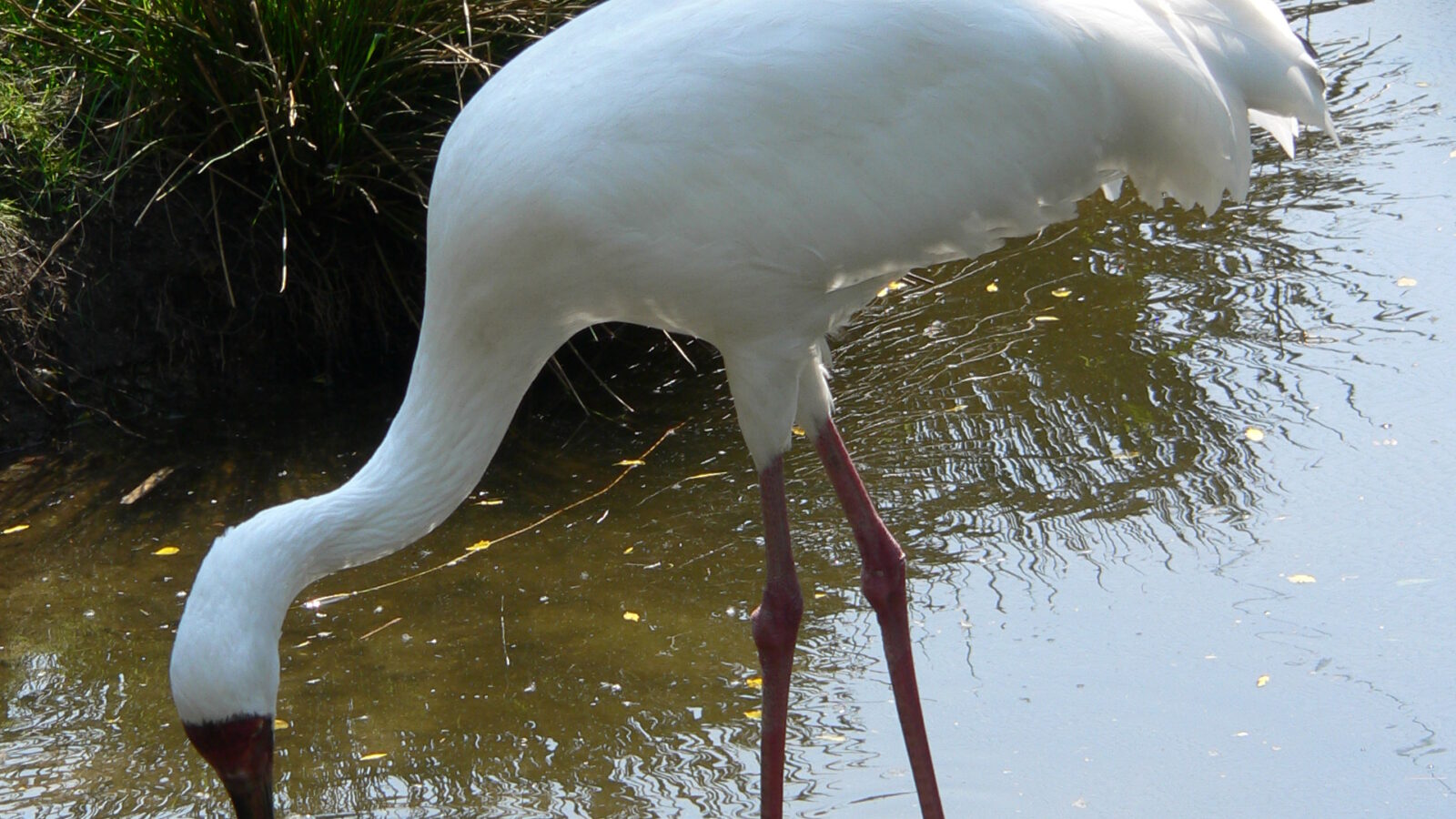 Siberian Crane