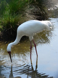 Siberian Crane