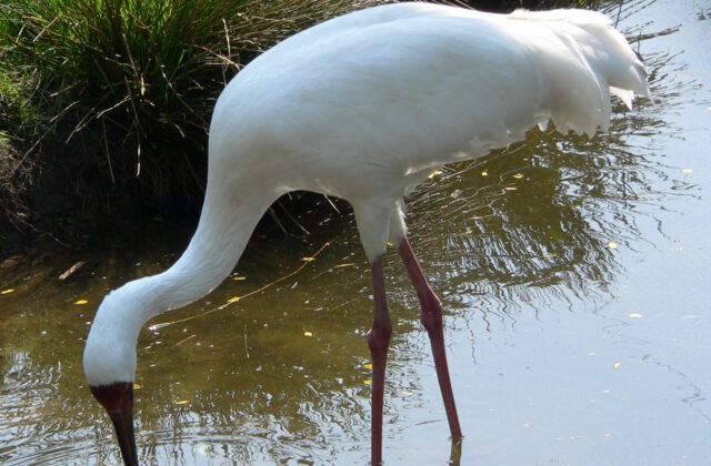 Siberian Crane