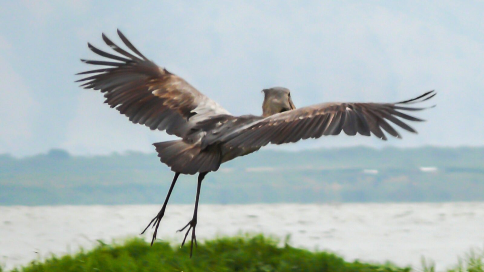 Shoebill