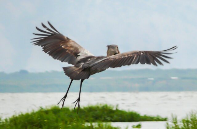 Shoebill