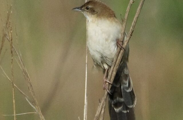 Fan-tailed Grassbird