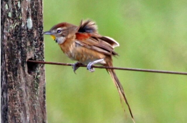 Chotoy Spinetail