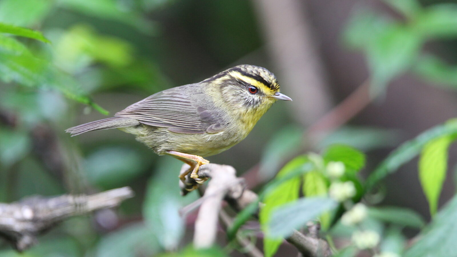 Yellow-throated Fulvetta