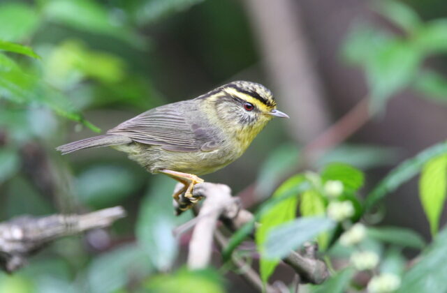Yellow-throated Fulvetta