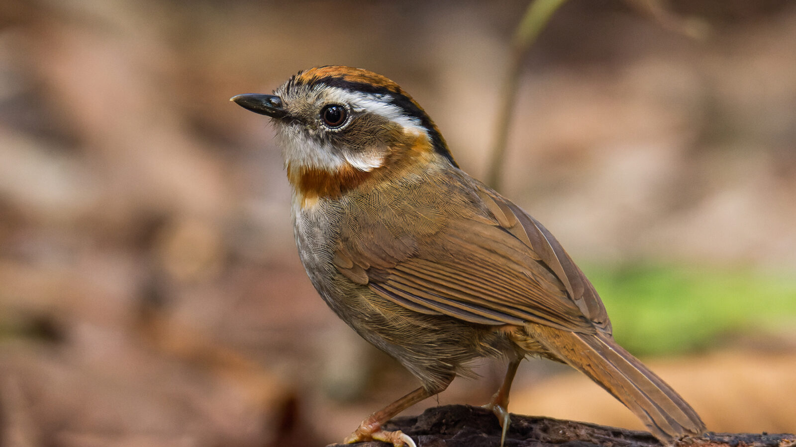 Rufous-throated Fulvetta