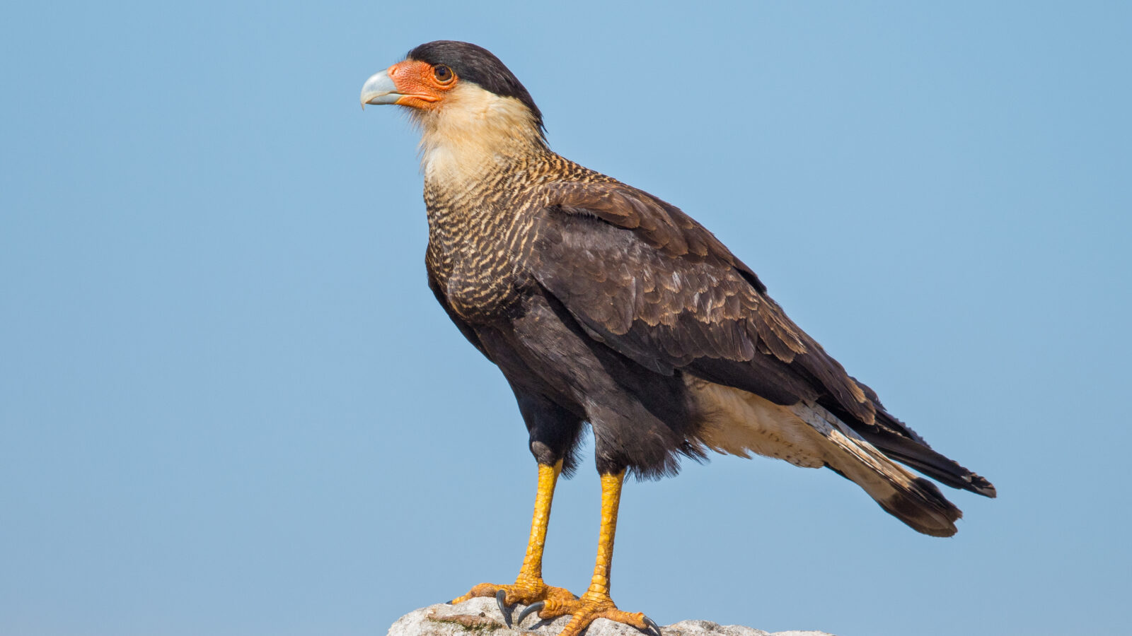 Crested Caracara