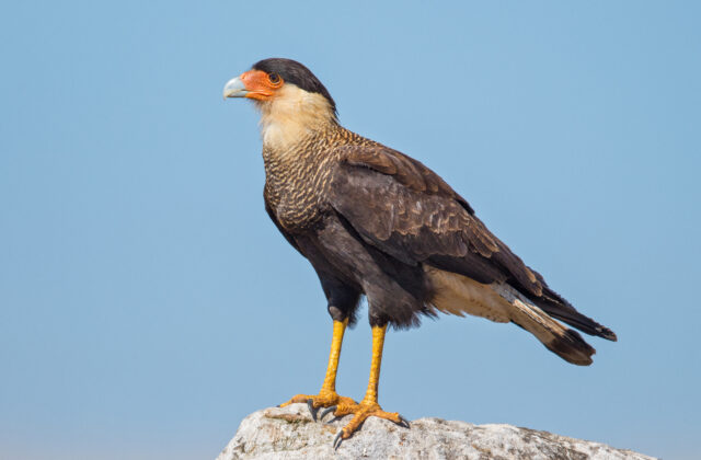 Crested Caracara