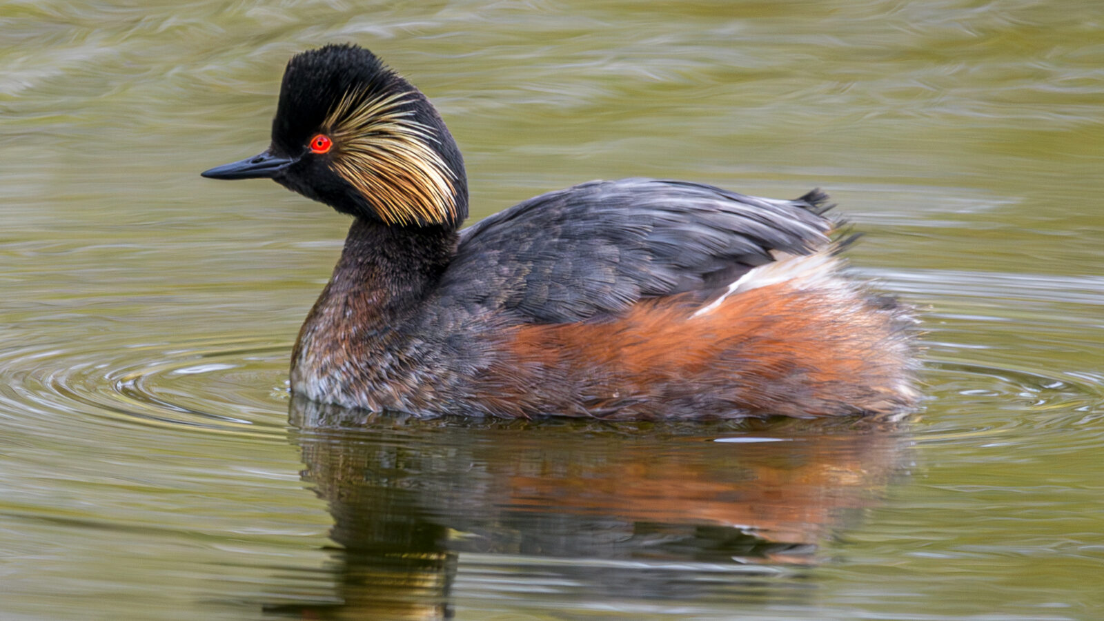 Black-necked Grebe