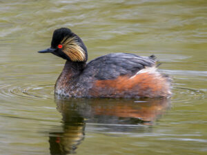 Black-necked Grebe