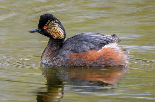 Black-necked Grebe