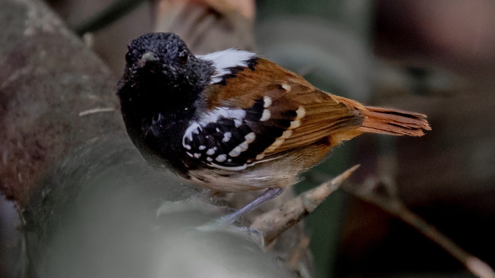 Southern Chestnut-tailed Antbird