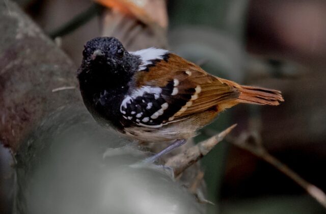 Southern Chestnut-tailed Antbird