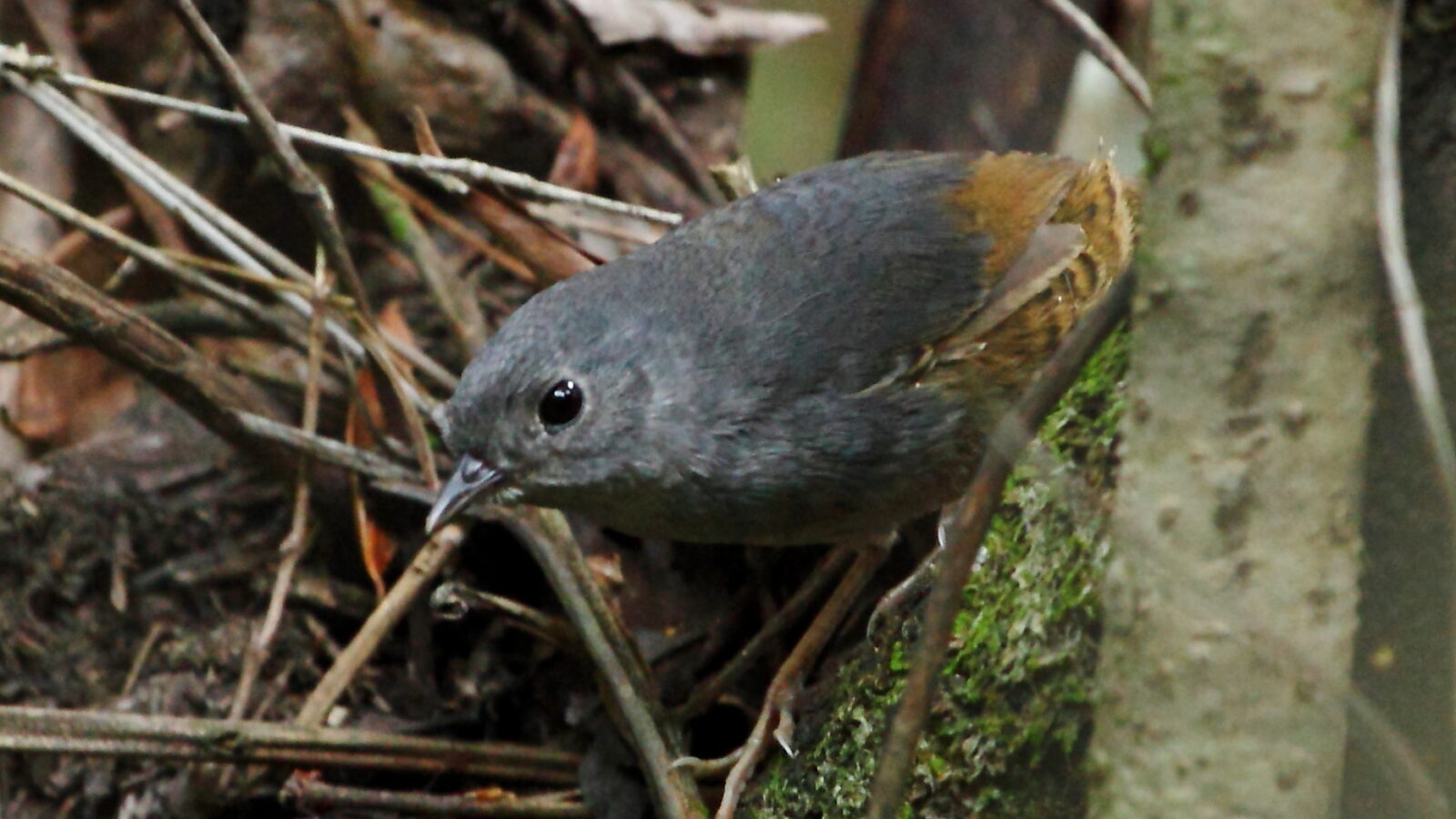 Brasilia Tapaculo