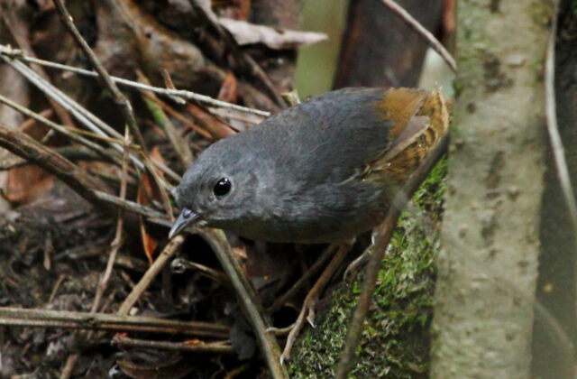 Brasilia Tapaculo