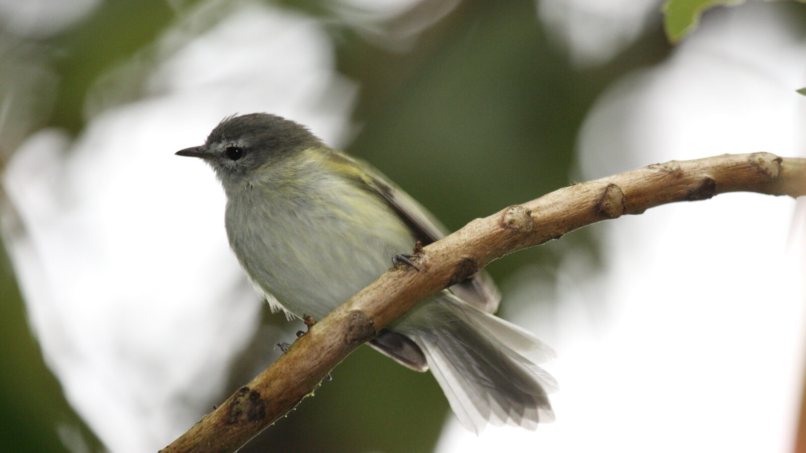 Sclater’s Tyrannulet