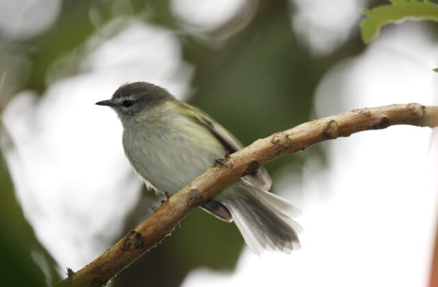 Sclater’s Tyrannulet