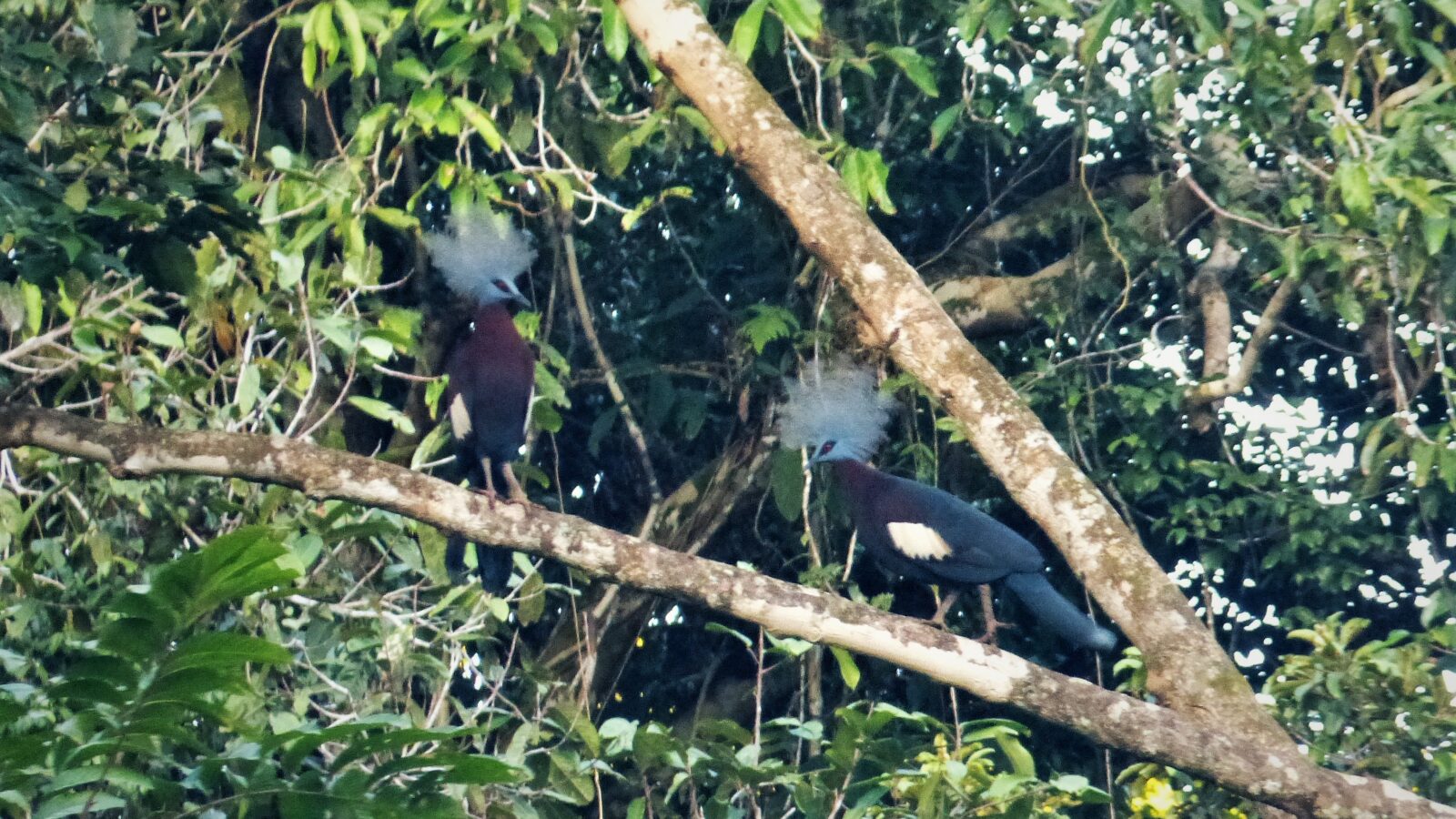Sclater’s Crowned Pigeon