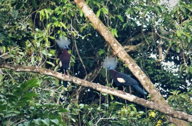 Sclater’s Crowned Pigeon