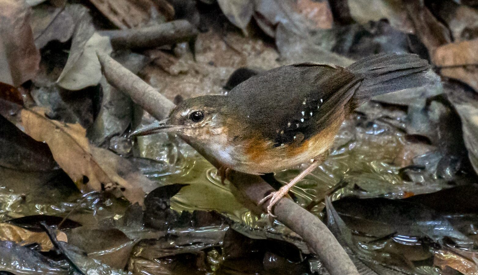 Silvered Antbird