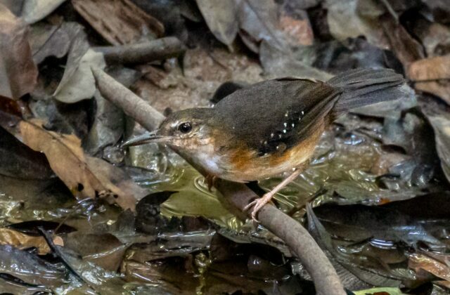 Silvered Antbird