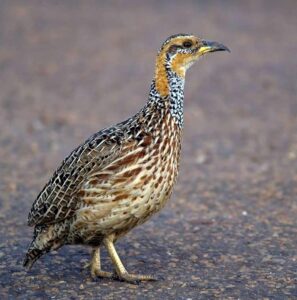 Red-winged Francolin