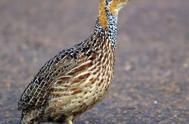 Red-winged Francolin