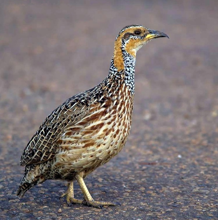Red-winged Francolin