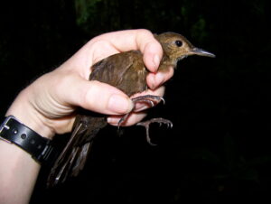 Black-tailed Leaftosser