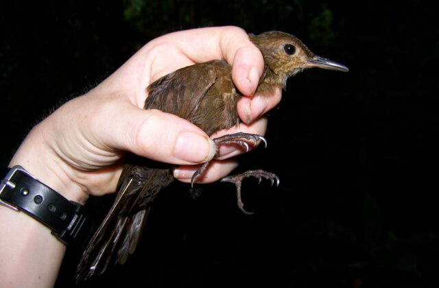 Black-tailed Leaftosser