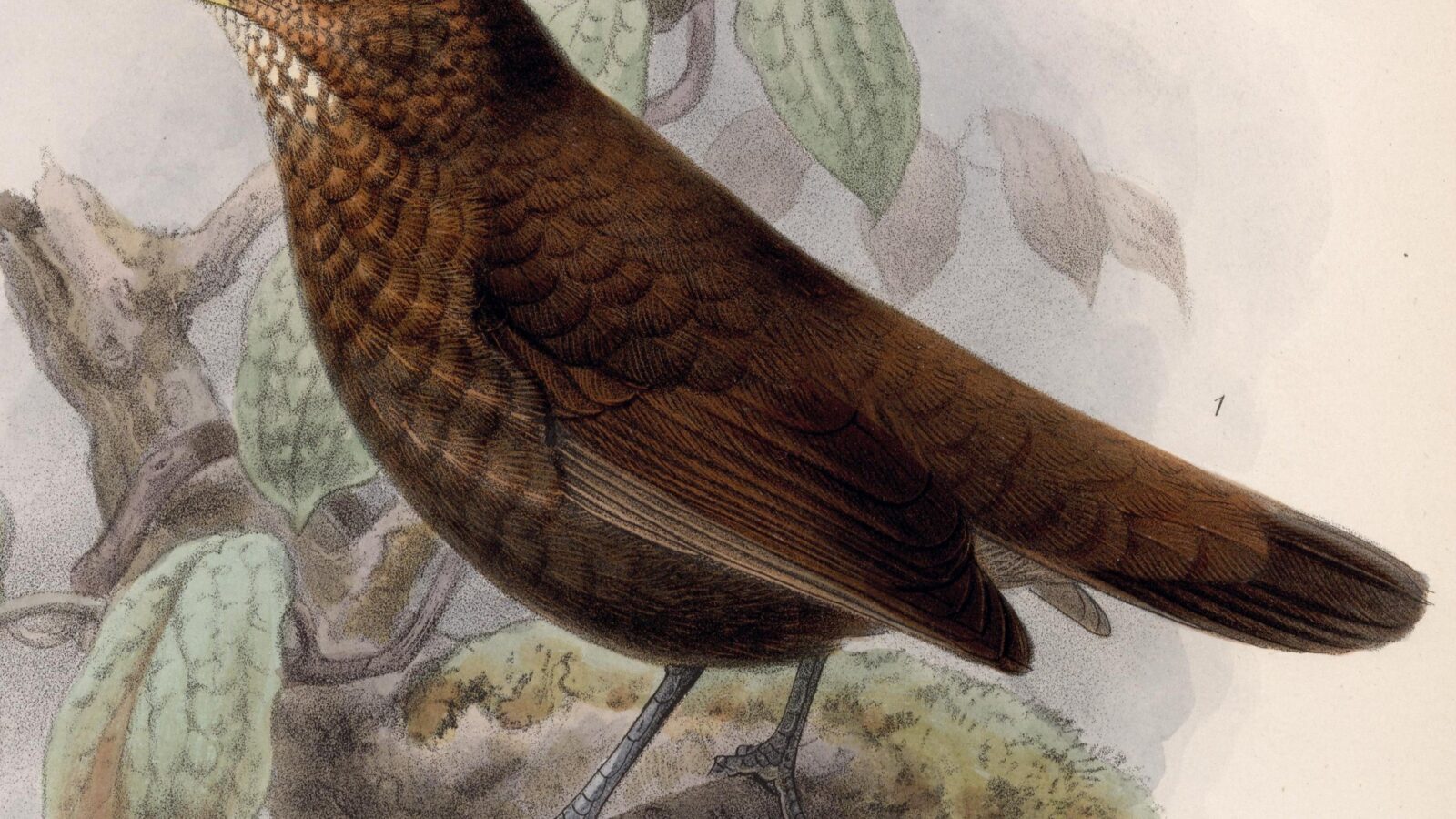 Scaly-throated Leaftosser