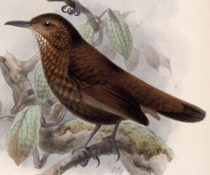 Scaly-throated Leaftosser