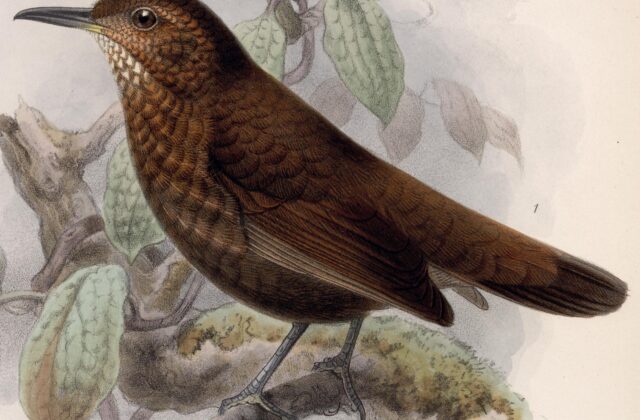 Scaly-throated Leaftosser