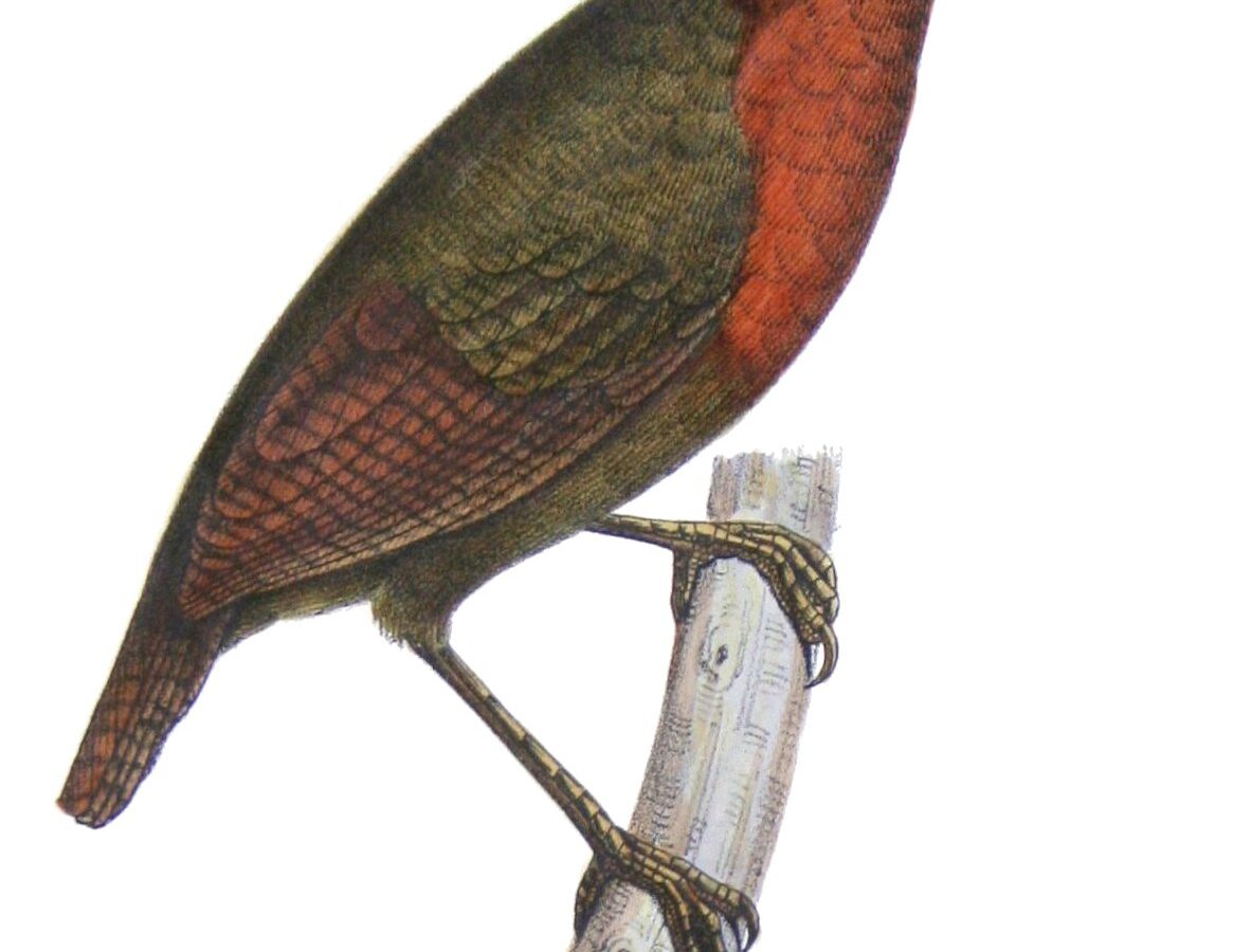 Short-billed Leaftosser