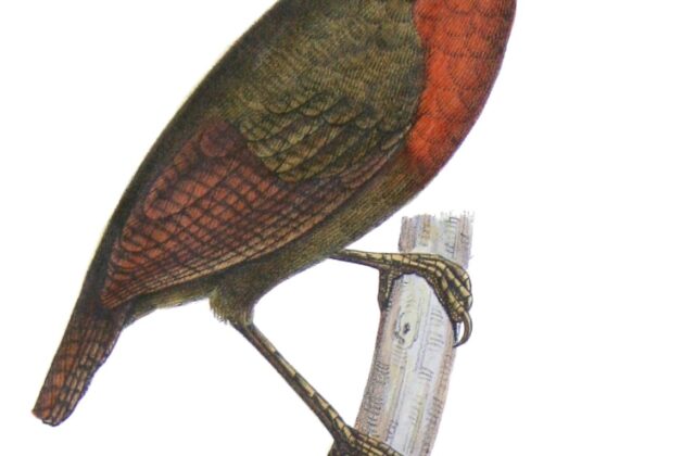 Short-billed Leaftosser