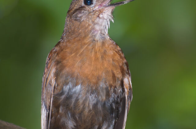 Rufous-breasted Leaftosser