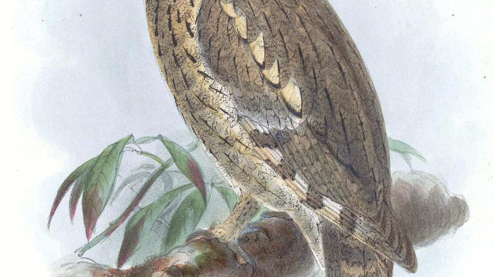 Pallid Scops Owl