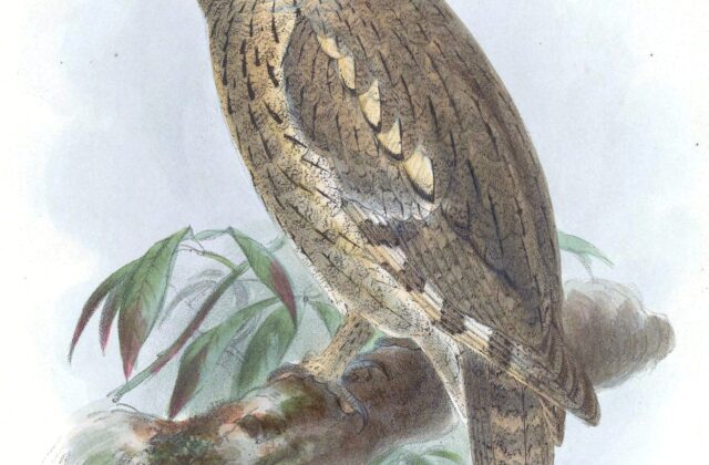 Pallid Scops Owl