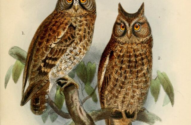 Sulawesi Scops Owl