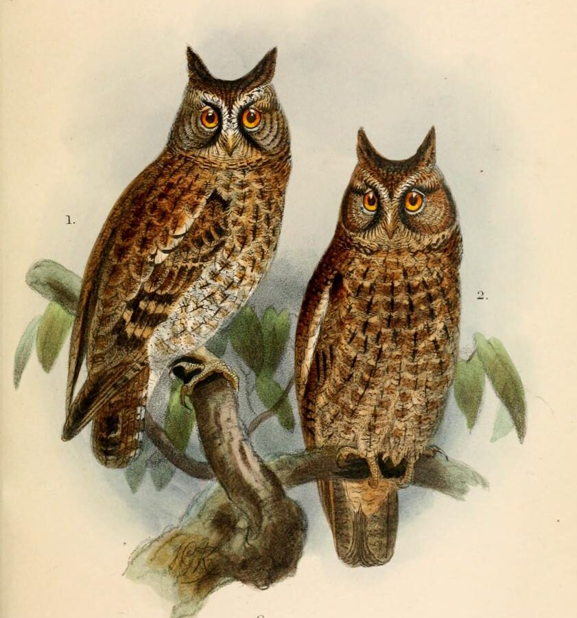Sulawesi Scops Owl