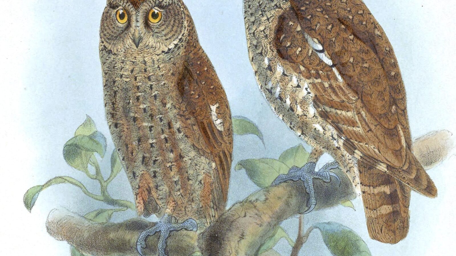 Andaman Scops Owl