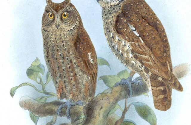 Andaman Scops Owl