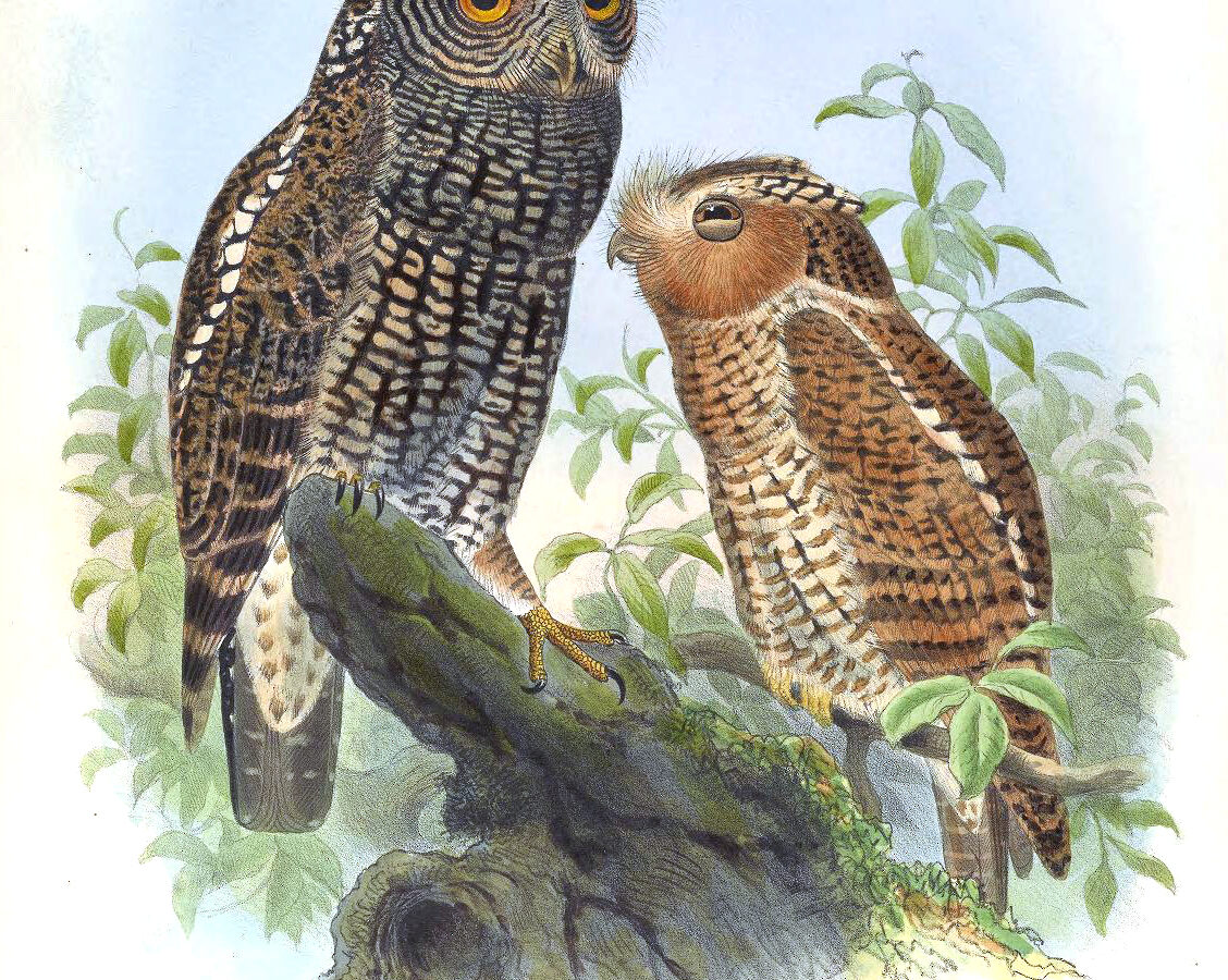 Bearded Screech Owl