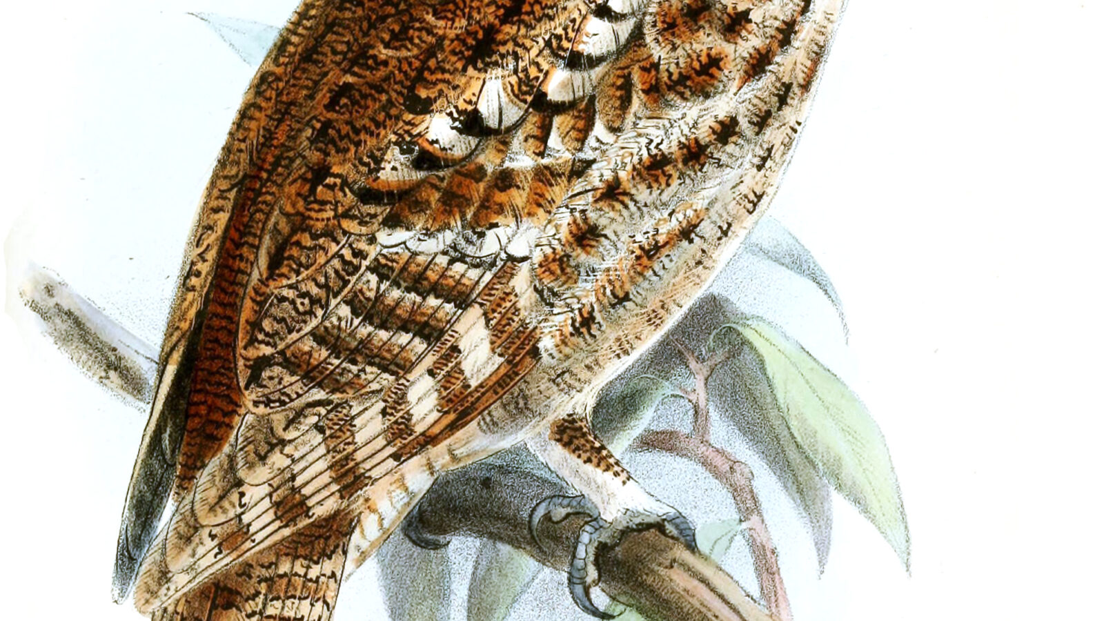 Rajah Scops Owl
