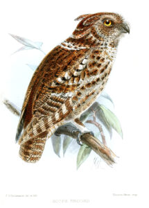 Rajah Scops Owl