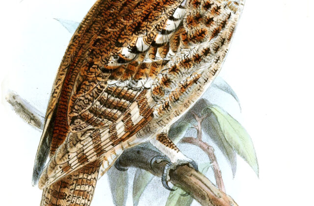 Rajah Scops Owl