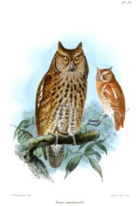 Middle American Screech Owl