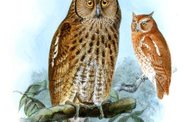Middle American Screech Owl